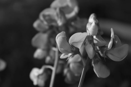 Photographie noir et blanc